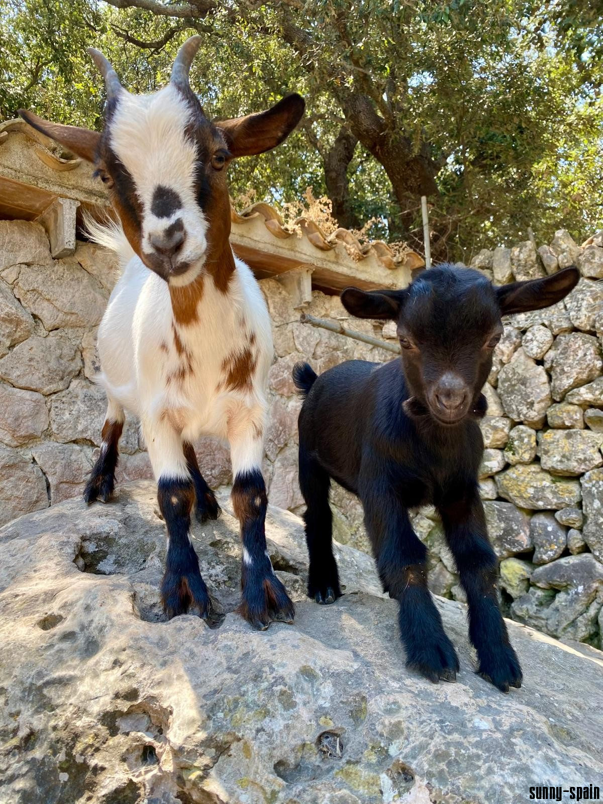 Eco-Finca mit Flair – Natur, Tiere & nachhaltiger Relaxurlaub bei Pollença - Bild# 10