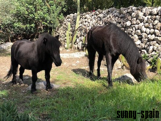 Eco-Finca mit Flair – Natur, Tiere & nachhaltiger Relaxurlaub bei Pollença - Bild# 9